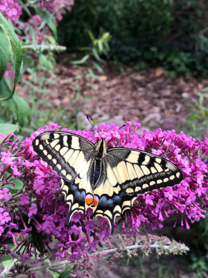IMG_0511.jpeg
