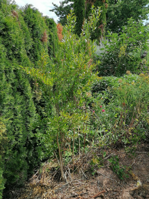 IMG_20250713_125353.jpg
