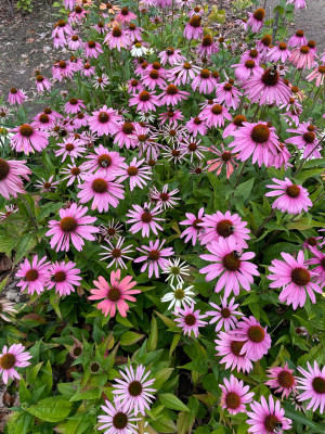 Echinacea Juli 2025.jpg