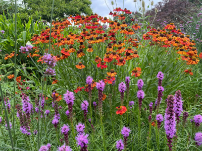 Helenium mit Liatris Juli 2025.jpg