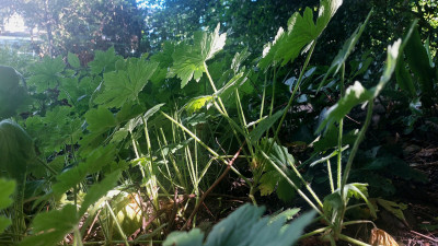 20250713_105855.jpg