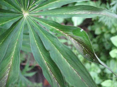 Arisaema_ciliatum_ssp._liubaense_6.08._.JPG