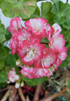 Pelarg. Apple Blossom