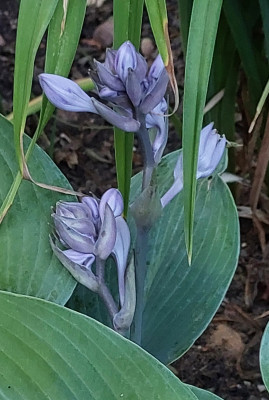 Hosta
