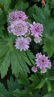 Astrantia