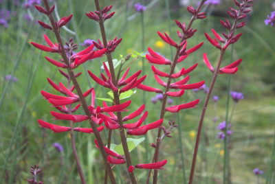 Erythrina herbacea Blüten.jpg
