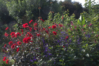 Salvia guaranitica u Bishop of Llandaff.jpg