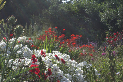 Montbretien Dahlien Phlox.jpg