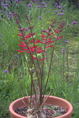 Erythrina herbacea.jpg