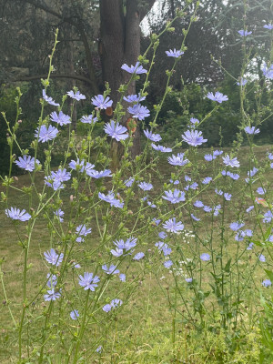 IMG_4525.jpeg