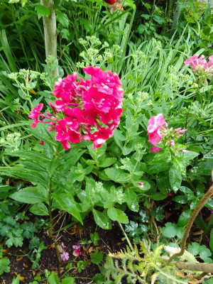 Flox im Sommerloch