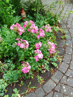 Flox im Hochsommer