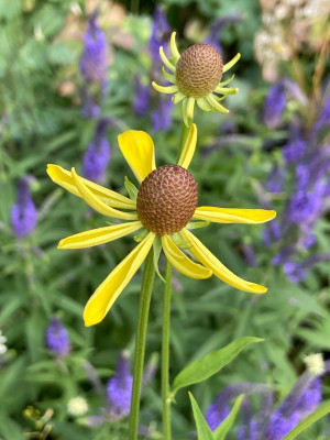 IMG_0206.jpeg