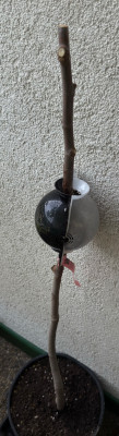 IMG_2100.jpeg