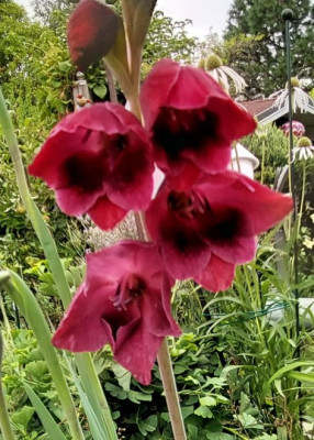 Gladiolus