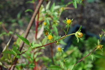 DSC_0023b.jpg