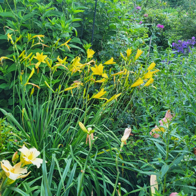 Citrina ist trotzdem gut zu erkennen