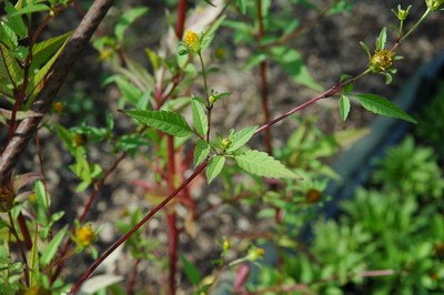 DSC_0024b.jpg