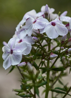 2025 07 14  Garten Phlox 524_8641.jpg