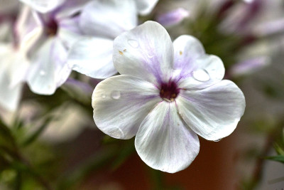 2025 07 14  Garten Phlox 524_8644.jpg