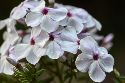 2025 07 14  Garten Phlox 524_8646.jpg