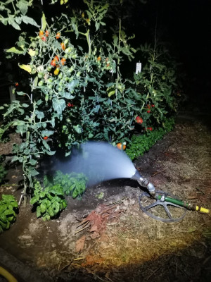 Tomaten Monitor.jpeg