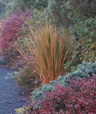 Panicum_North_Wind_Herbstfarbung.jpg