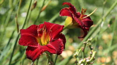 IMG_9418RUBY LASER.jpg