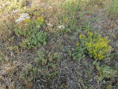 Sedum acre album 20250625.jpeg