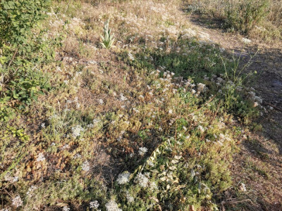 Sedum album 20250625.jpeg