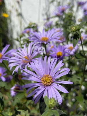 IMG_6545.jpeg