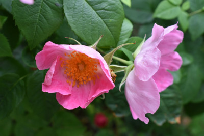 DSC_0802.JPG