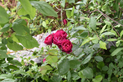 DSC_0799.JPG