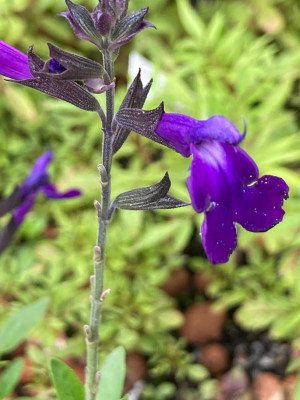 IMG_0199.jpeg