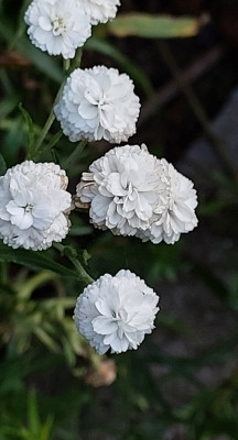 Achillea ptarmica