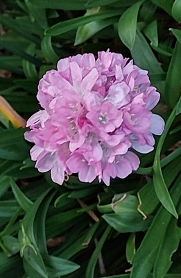 Dianthus