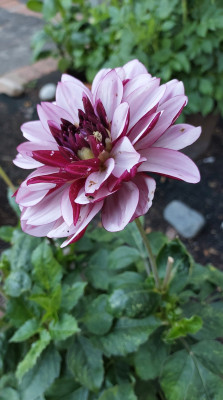 Dahlia Creme de Cassis
