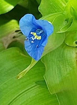 Commelina