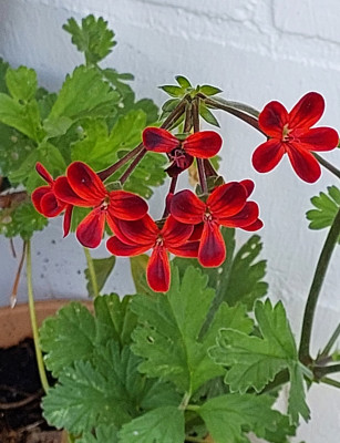 Pelargonie