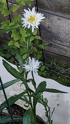 Leucanthemum x superbum