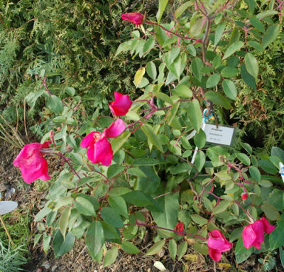 Sanguinea_0010__1367.jpg