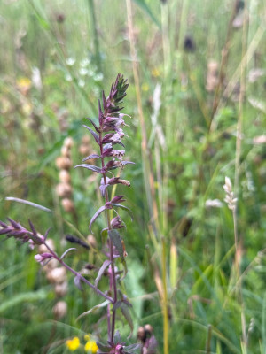 Odontites
