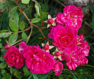 Super_Excelsa_0010__1383.jpg