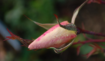 Dancing_Butterflies_0010__1372.jpg