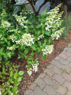 Hydrangea11.jpg