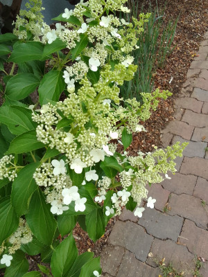 Hydrangea12.jpg