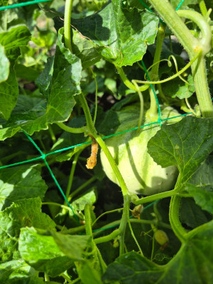 Melone_20250716.jpg