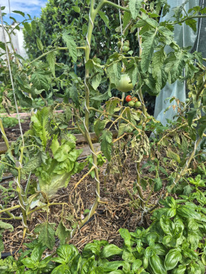 Tomate_20250716_1.jpg