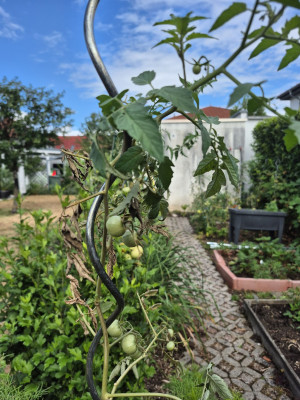 Tomate_20250716_2.jpg