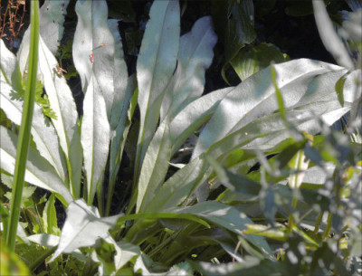 Pulmonaria_Samurei.jpg